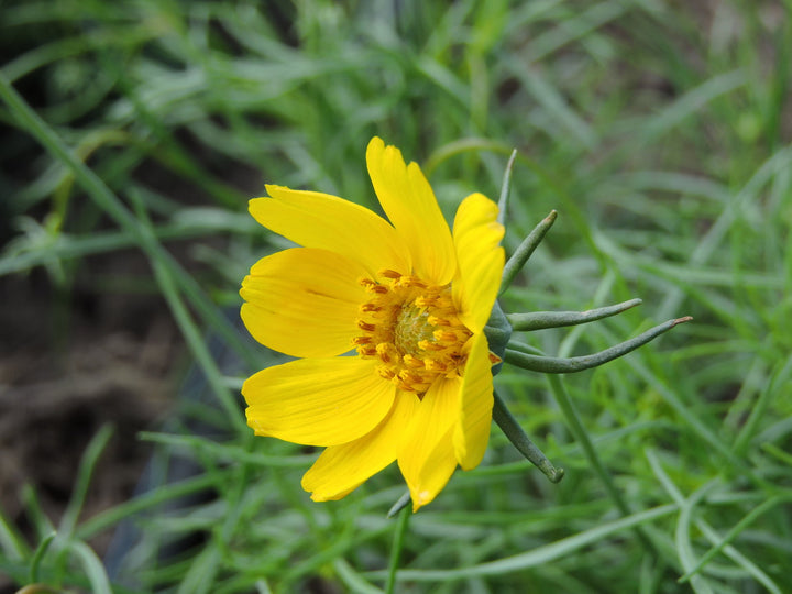 Heirloom Greenthread Seeds – Non-GMO Flower Seeds for Planting | High Germination Organic Garden Blooms