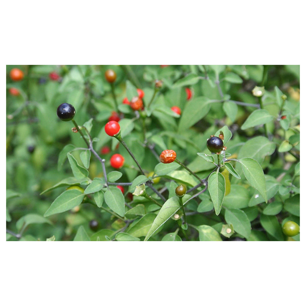 Chilitepin Pepper Seeds for Planting - Heirloom, Non-GMO, High Germination, Organic Garden Seeds | Neera Seeds product photo [neera-v4-0006584d9a3a4e2997f6]