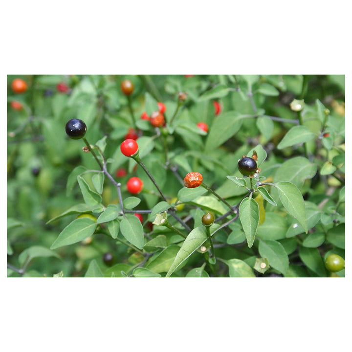 Chilitepin Pepper Seeds for Planting - Heirloom, Non-GMO, High Germination, Organic Garden Seeds | Neera Seeds product photo [neera-v4-0006584d9a3a4e2997f6]