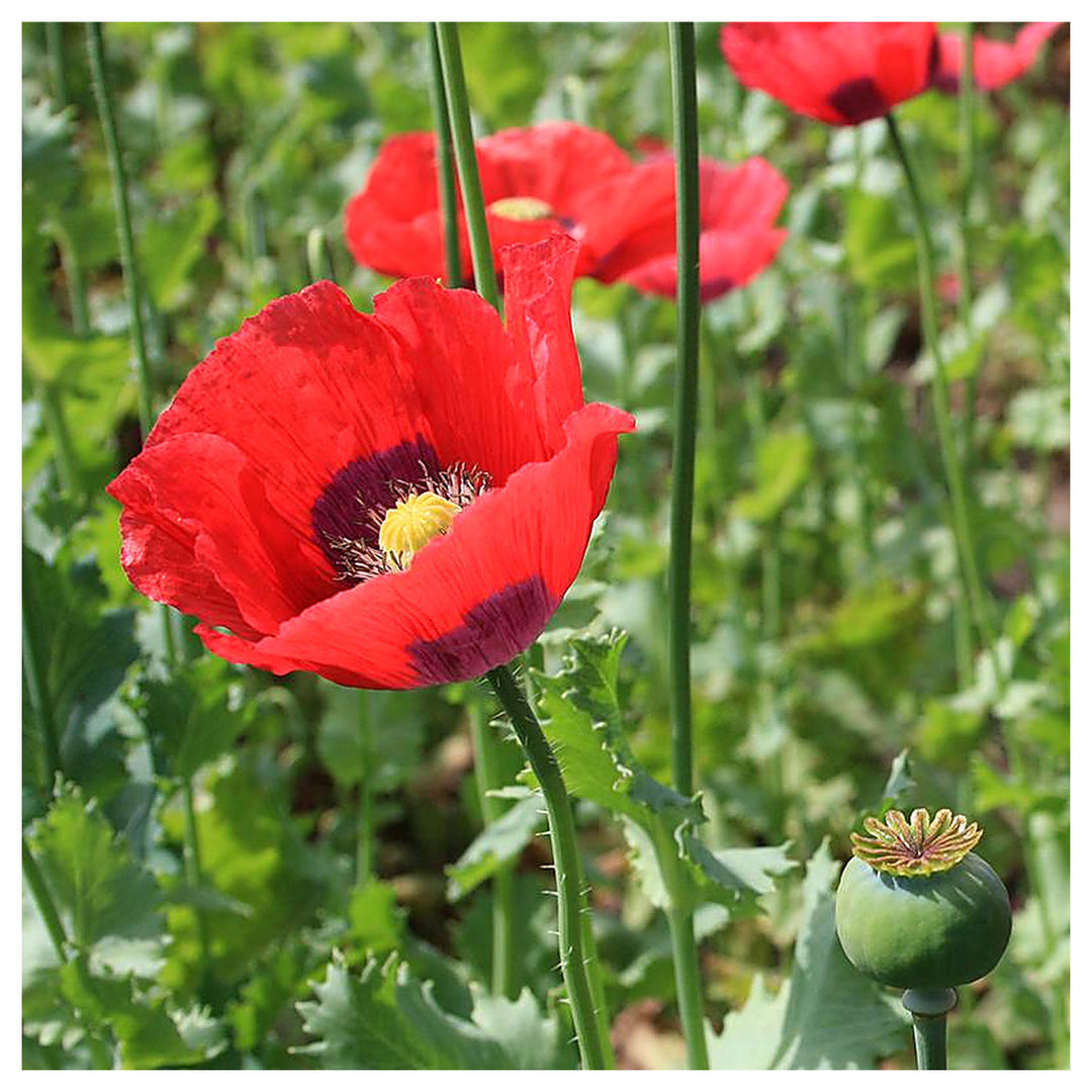 Organic Mixed Somniferum Flower Seeds for Planting – Heirloom, Non-GMO | Neera Seeds product photo [neera-v4-0008d28154a3518f53be]