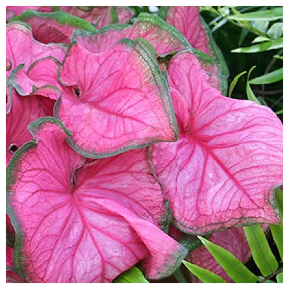 Heirloom Caladium Bicolor Deep Pink Flower Seeds - Non-GMO, High Germination Organic Ornamental Garden Seeds for Pl | Neera Seeds product photo [neera-v4-000efc46355d6f1b04fd]