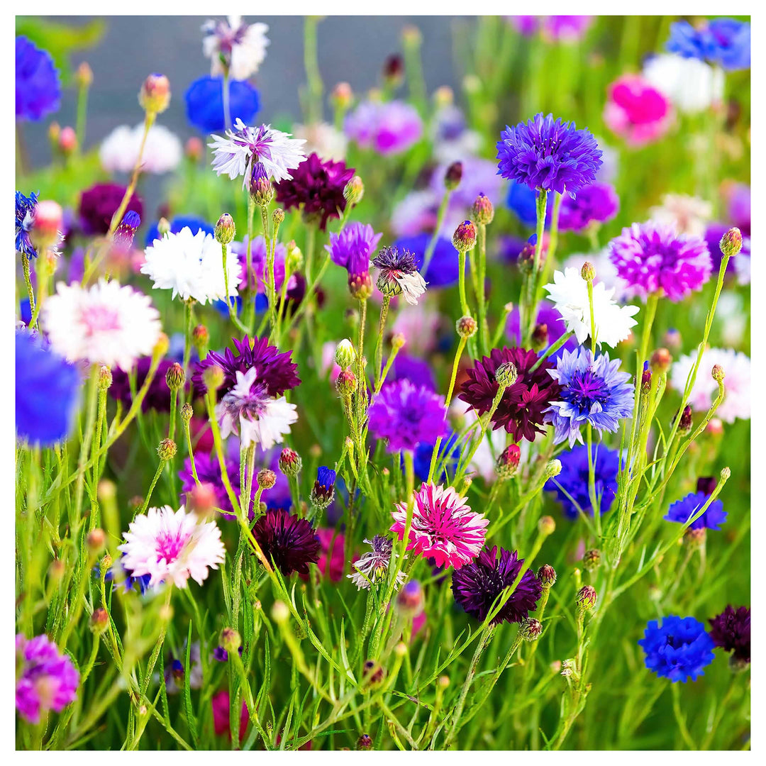 Bachelor Button Centaurea Cyanus Tall Mixed Colors Flower For Planting Ideal For Wildflower Gardens | Neera Seeds product photo [neera-v4-004381dd94e026ccb946]
