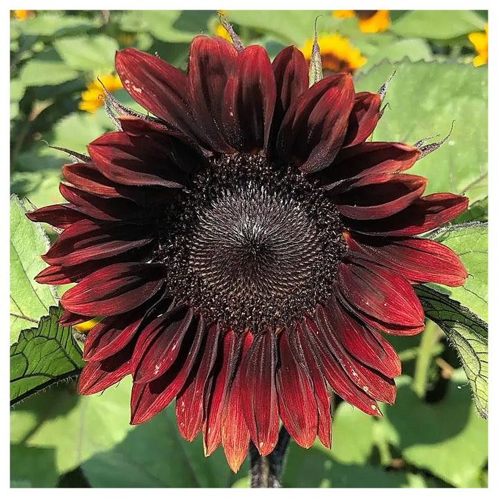 Maroon Sunflower Seeds for Planting – Bold Blooms, Easy to Grow, Perfect for Gardens &amp; Borders | Neera Seeds product photo [neera-v4-004480476dbef45a1e2e]