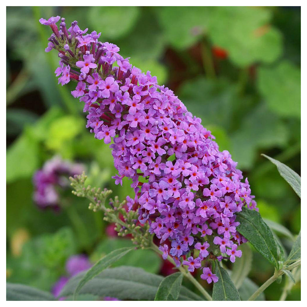 Violet Buddleia Davidii Plant Seeds for Planting – Heirloom, Non-GMO, Flowering Shrubs | Neera Seeds product photo [neera-v4-0057eb17f98d18339faf]
