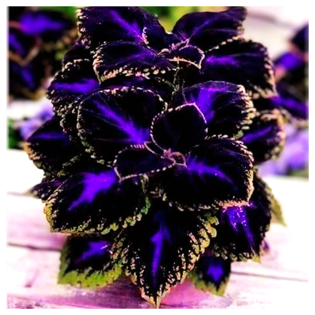Violet Coleus Plant Seeds for Planting – Heirloom, Non-GMO, High Germination Organic Garden Foliage Seeds | Neera Seeds product photo [neera-v4-006321e5fcfe97d74f75]