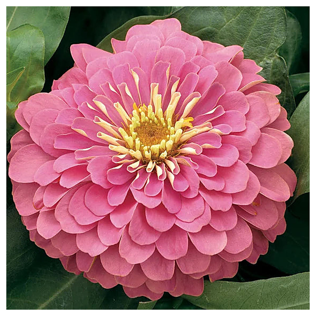 Heirloom Pastel Mix Zinnia Flower Seeds for Planting – Bright, Vibrant Blooms for Your Garden | Neera Seeds product photo [neera-v4-006585996f1125485d9b]