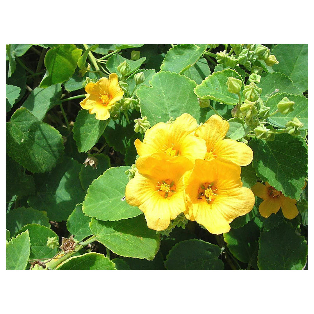 Cordifolia Flower Seeds for Planting – Heirloom, Non-GMO, High Germination Vibrant Garden Blooms | Neera Seeds product photo [neera-v4-00698044830b345203c3]