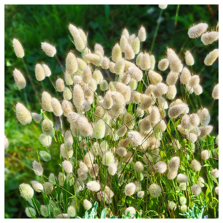 Heirloom Non-GMO Lagurus Ovatus Flower Seeds for Planting – Bunny Tail Grass Ornamental Blooms | Neera Seeds product photo [neera-v4-006c1125abc1df34c24f]