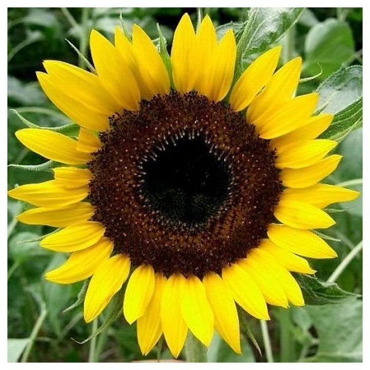 Fresh Yellow Sunflower Seeds – Heirloom Non-GMO | High Germination Organic Garden Seeds for Planting | Neera Seeds product photo [neera-v4-00769214ba3c704a469c]