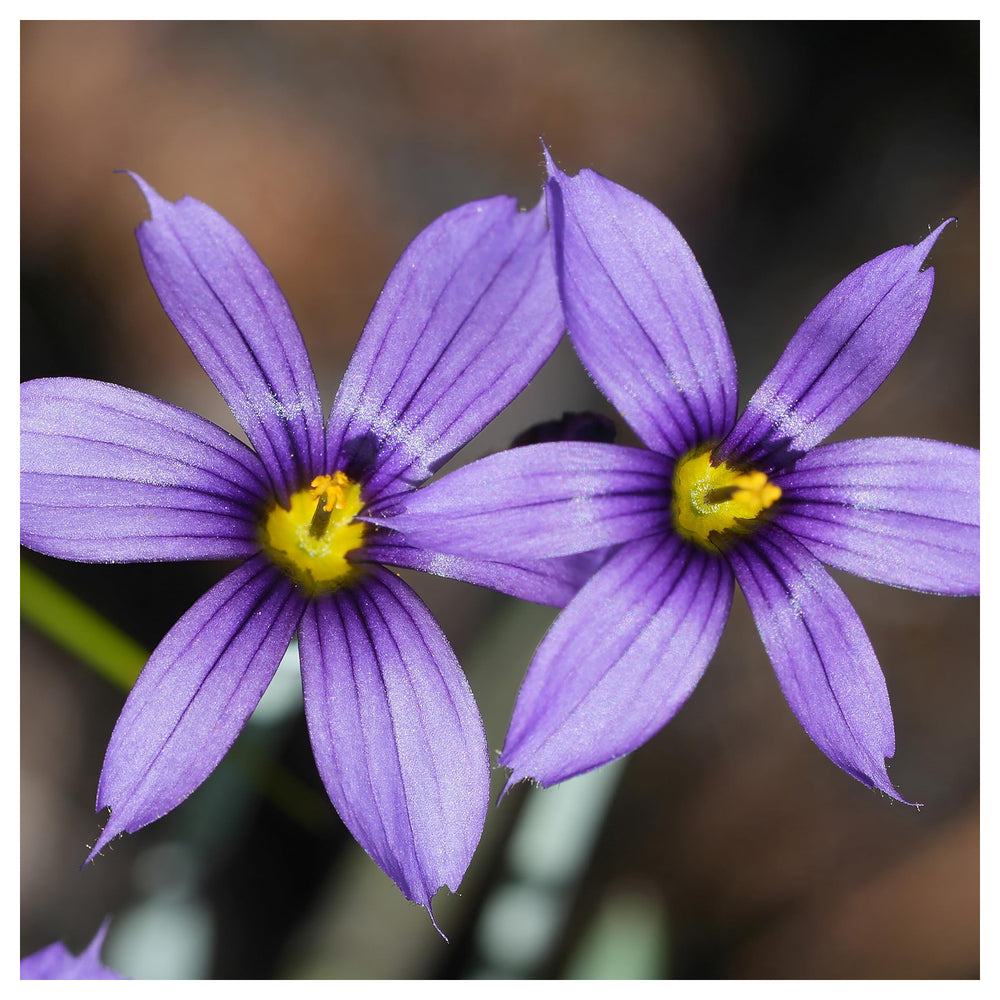Heirloom Non-GMO Sisyrinchium Montanum Flower Seeds for Planting – Delicate Blue Perennial Blooms | Neera Seeds product photo [neera-v4-007954af609c54e0024c]