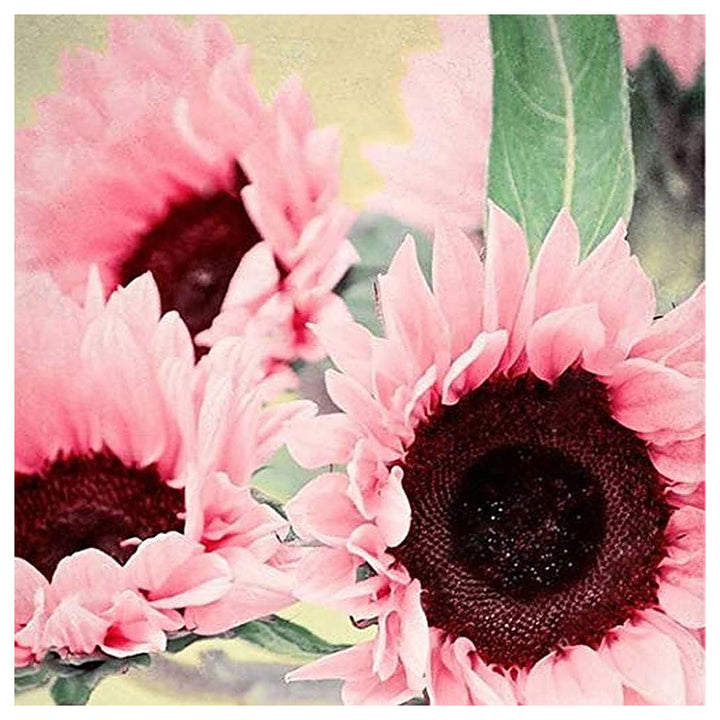 Pink Sunflower Seeds for Planting – Heirloom, Non-GMO, High Germination Organic Garden Seeds | Neera Seeds product photo [neera-v4-0090f8809dfdb044ec27]