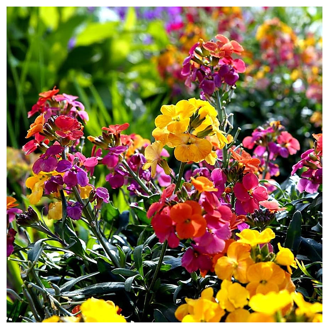 Wallflower Sunset Flower Seeds for Planting – Heirloom & Non-GMO Fragrant Blooms for Borders, Pollinator Gardens &  | Neera Seeds product photo [neera-v4-00ae00abf12ff2c8d66a]