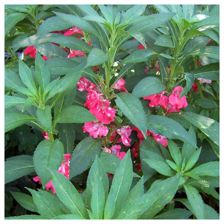 Camellia Flower Seeds for Planting – Heirloom, Non-GMO, High Germination Elegant Ornamental Garden Bloom Seeds | Neera Seeds product photo [neera-v4-00bf1da81ae3a67689ce]
