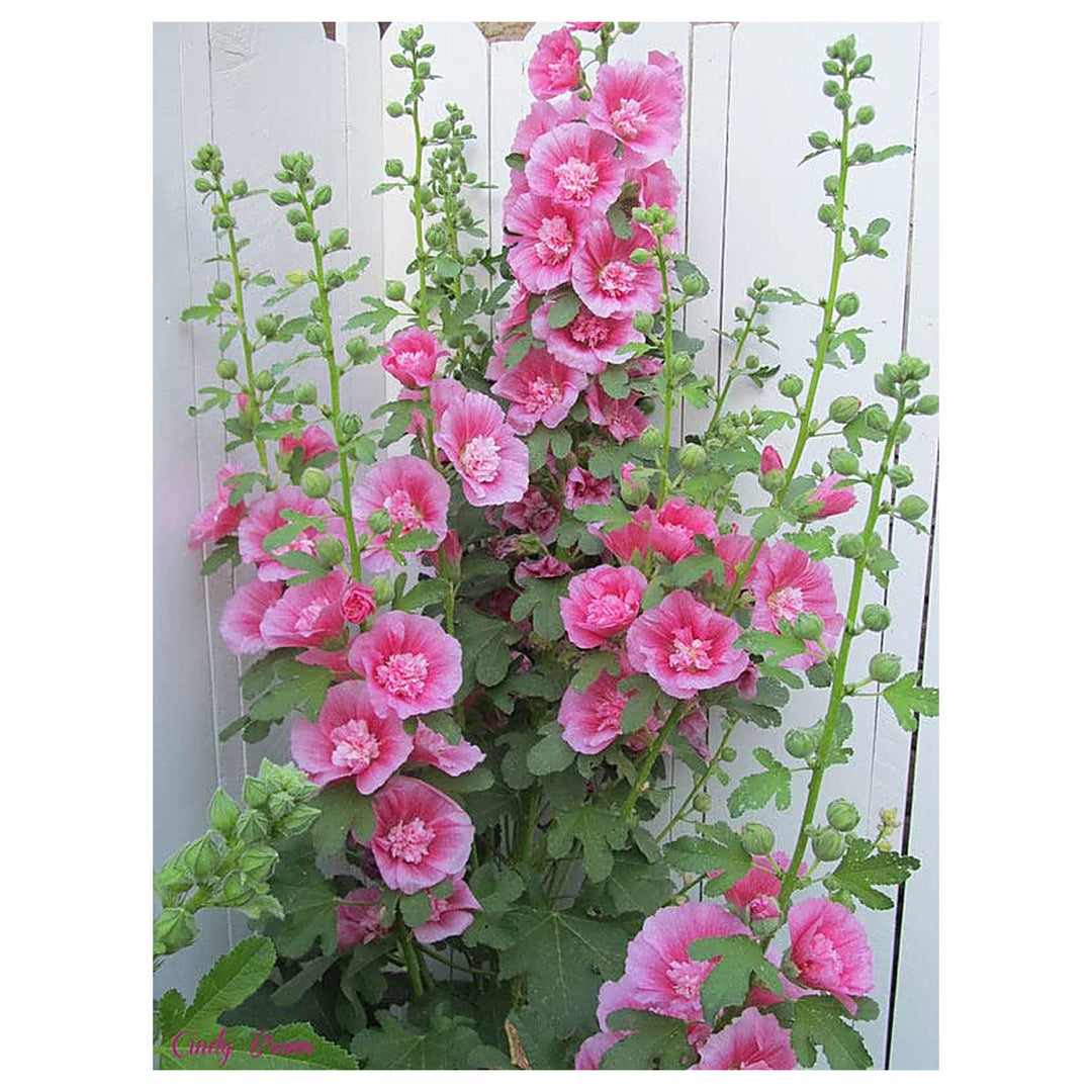 Zebrina Mini Hollyhock Alcea Rosea For Planting In Flower Bed Flower Seeds for Home Garden | Neera Seeds product photo [neera-v4-00e292058756a4a3b24c]