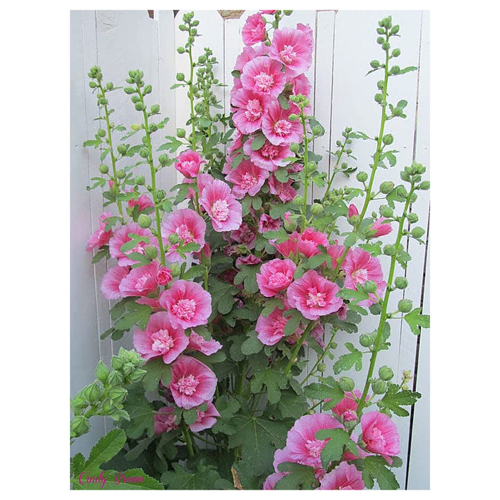 Zebrina Mini Hollyhock Alcea Rosea For Planting In Flower Bed Flower Seeds for Home Garden | Neera Seeds product photo [neera-v4-00e292058756a4a3b24c]