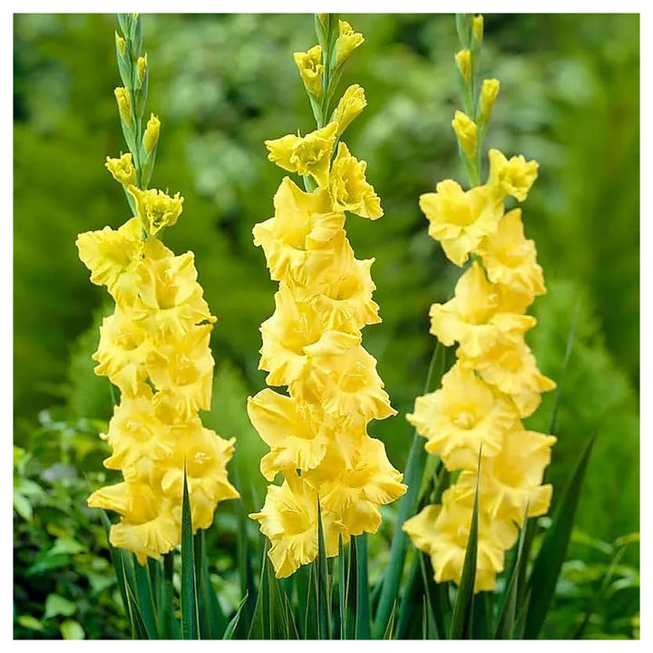 Heirloom Fresh Yellow Gladiolus Flower Seeds for Planting – Non-GMO, High Germination Organic Garden Seeds | Neera Seeds product photo [neera-v4-00e7dd71d5f3944bce47]