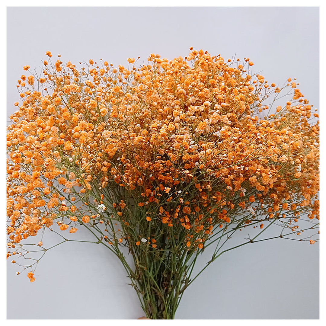 Heirloom Gypsophila Orange Flower Seeds, Non-GMO Delicate Blooms for Planting | Neera Seeds product photo [neera-v4-00e7e945d600e4c37884]