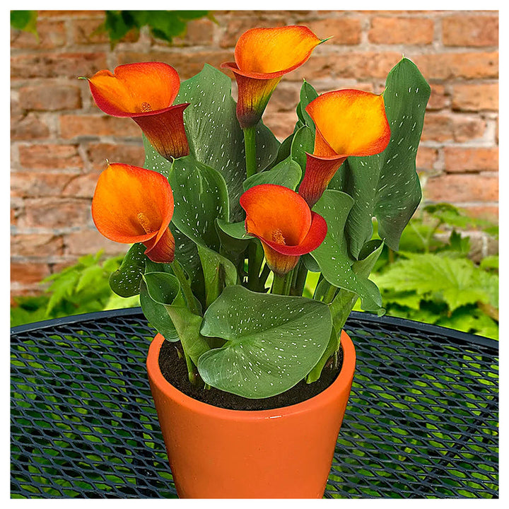 Heirloom Non-GMO Red Zantedeschia Aethiopica Flower Seeds for Planting – Elegant Calla Lily Blooms, High Germinatio | Neera Seeds product photo [neera-v4-00f412326ef27eac0b3a]