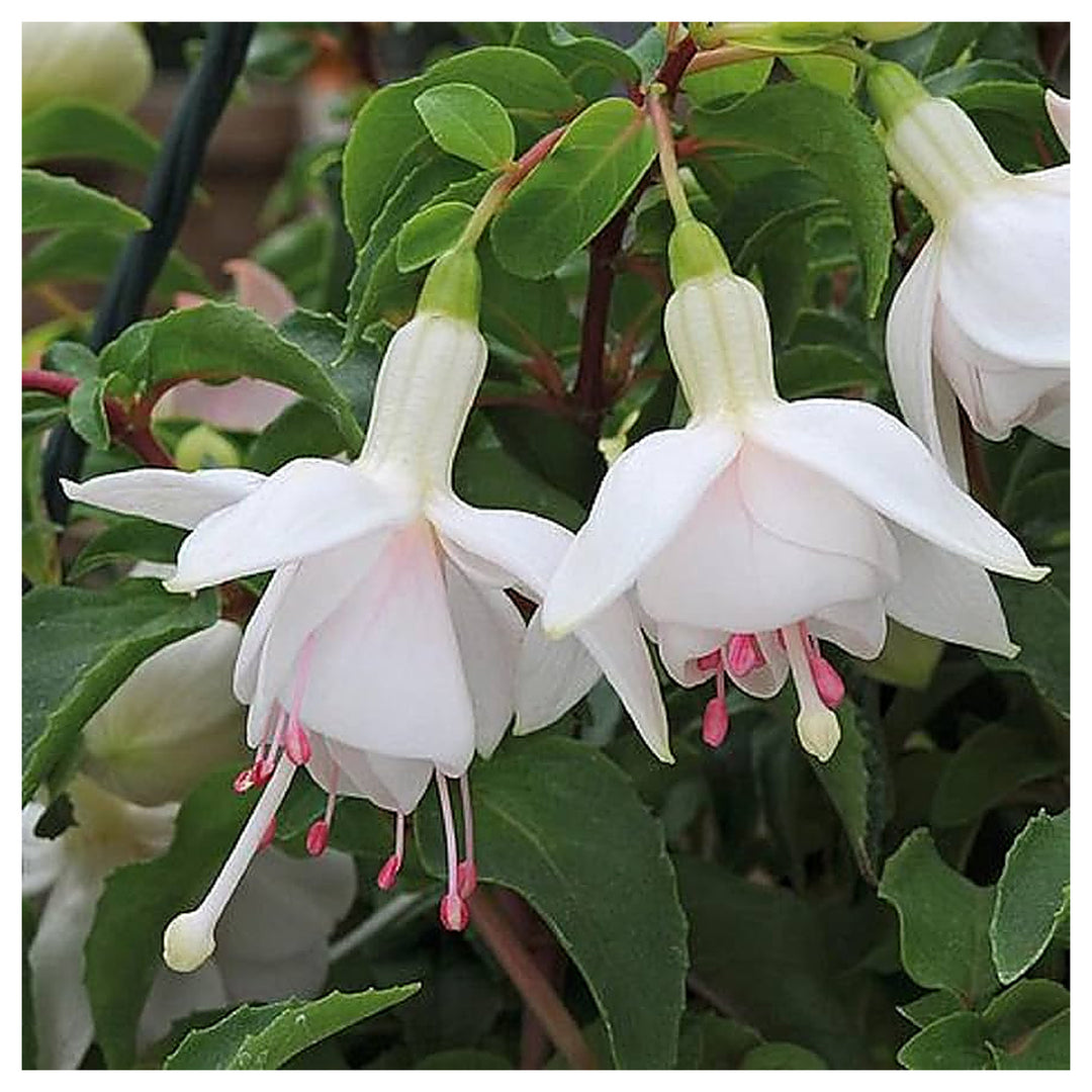 White Double Petals Fuchsia Flower Seeds for Planting – Heirloom, Non-GMO, High Germination Organic Garden Seeds | Neera Seeds product photo [neera-v4-01050c9bff9c0e658771]