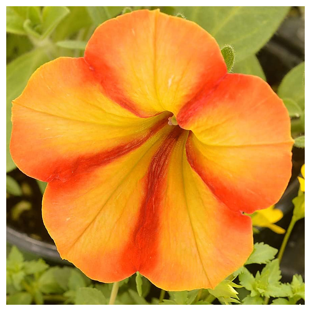 Orange Yellow Petunia Flower Seeds – Heirloom, Non-GMO, High Germination Organic Garden Seeds for Planting Vibrant  | Neera Seeds product photo [neera-v4-0118576a23f095542fe2]