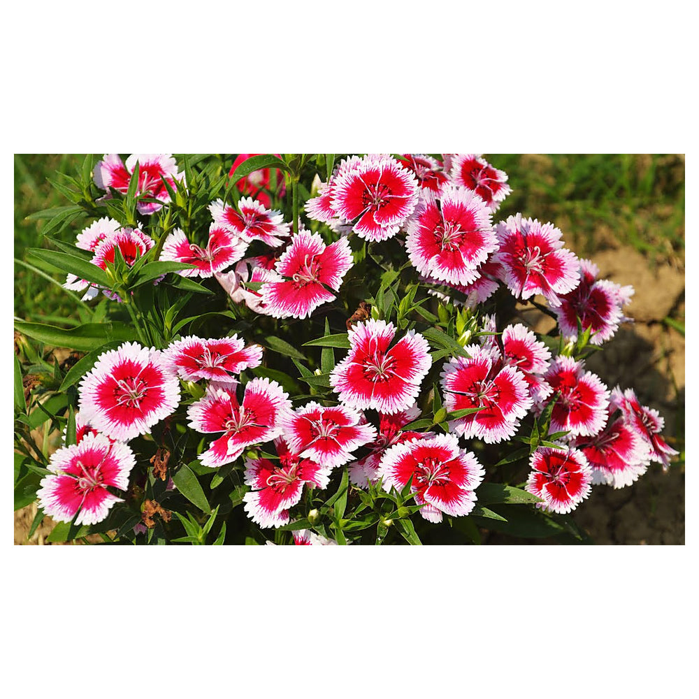 Organic White Mix Dianthus Flower Seeds for Planting – Heirloom Non-GMO | High Germination Organic Garden Seeds | Neera Seeds product photo [neera-v4-012c5e4e5d38b413af93]