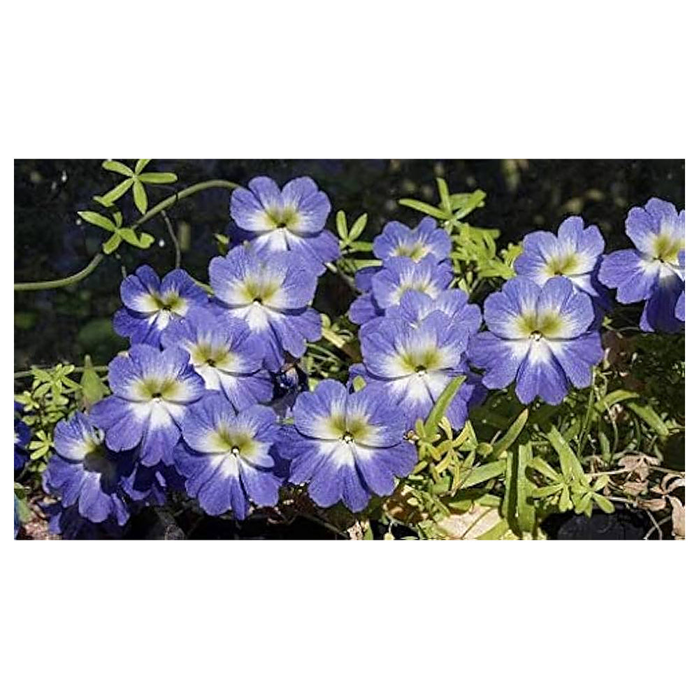 Blue Nasturtium Flower Seeds for Planting – Heirloom Non-GMO | High Germination Organic Garden Seeds | Neera Seeds product photo [neera-v4-012ec73c854e59539191]