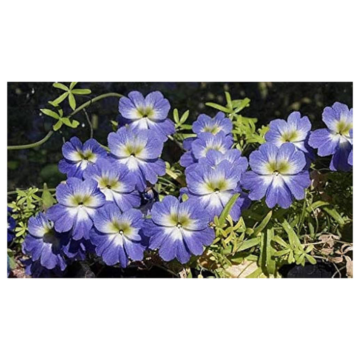Blue Nasturtium Flower Seeds for Planting – Heirloom Non-GMO | High Germination Organic Garden Seeds | Neera Seeds product photo [neera-v4-012ec73c854e59539191]