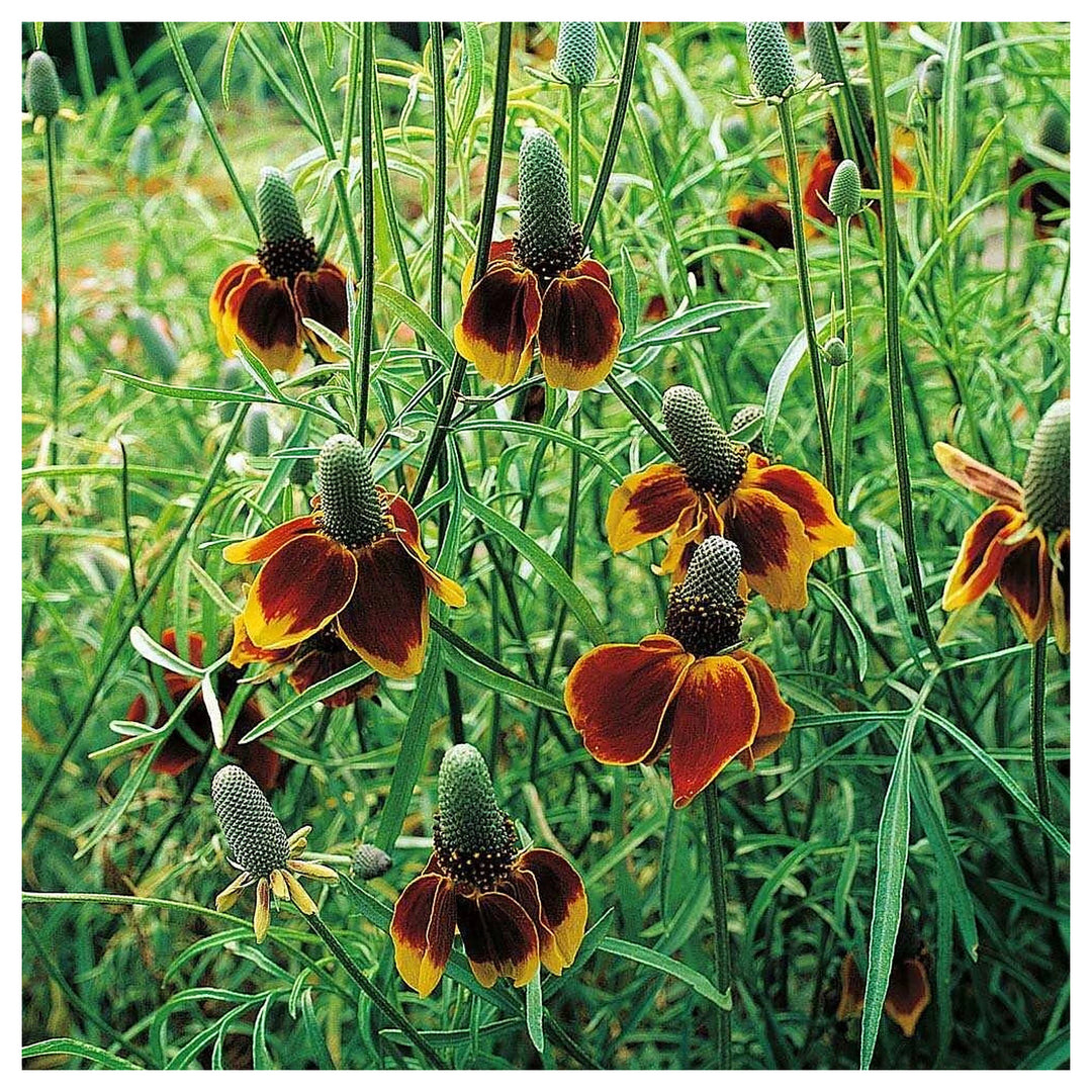 Heirloom Non-GMO Ratibida Flower Seeds for Planting – Hardy Native Wildflower Blooms | High Germination | Neera Seeds product photo [neera-v4-012fd2036d3107636f0b]