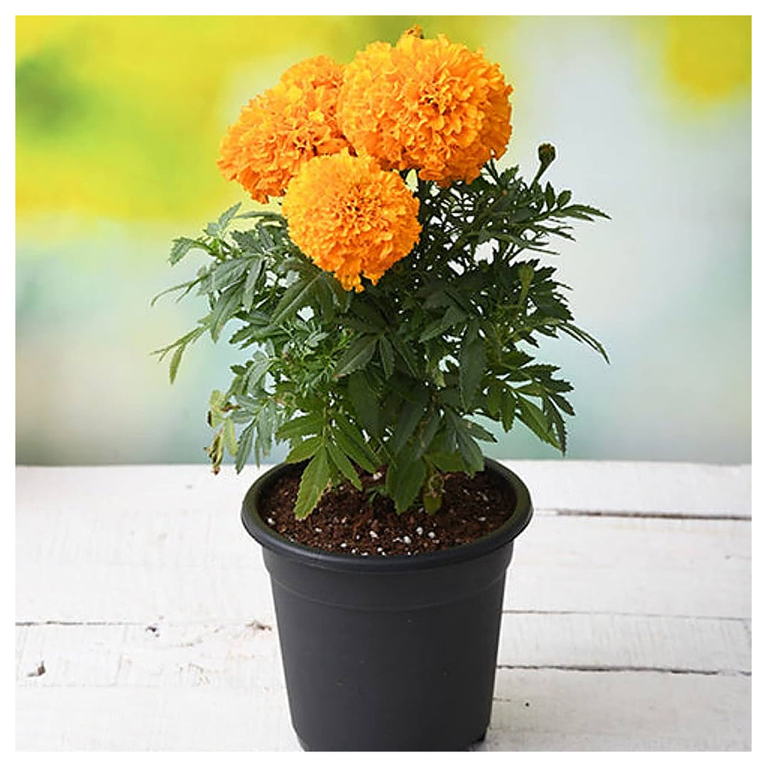 Pot Marigold Bonsai Flowering Garden Plants Flower Seeds Home Garden Planting, Landscape | Neera Seeds product photo [neera-v4-01337c10fe74116f8625]