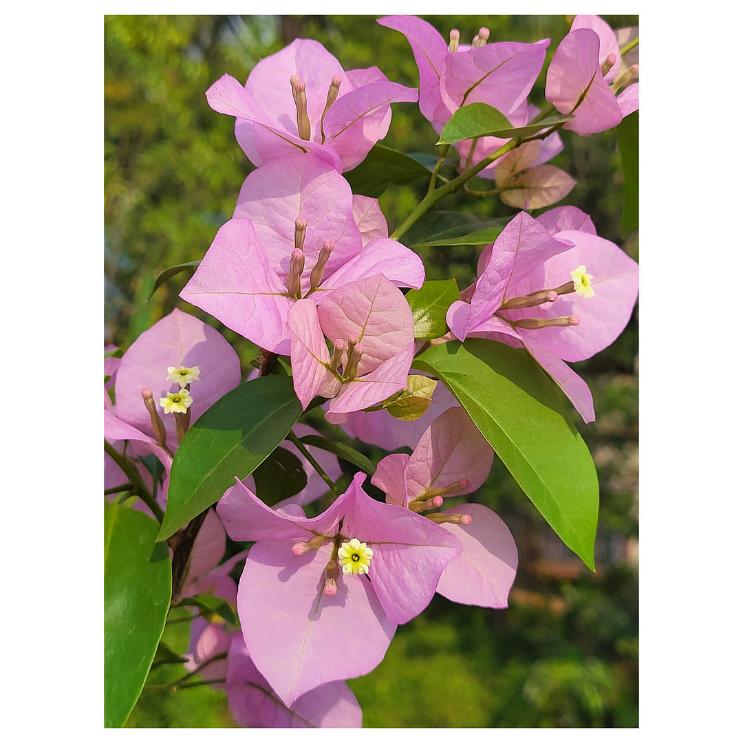 Heirloom Non-GMO Light Pink Bougainvillea Flower Seeds – Climbing Vine Seeds for Home Gardens | Neera Seeds product photo [neera-v4-0157584f09534806229c]