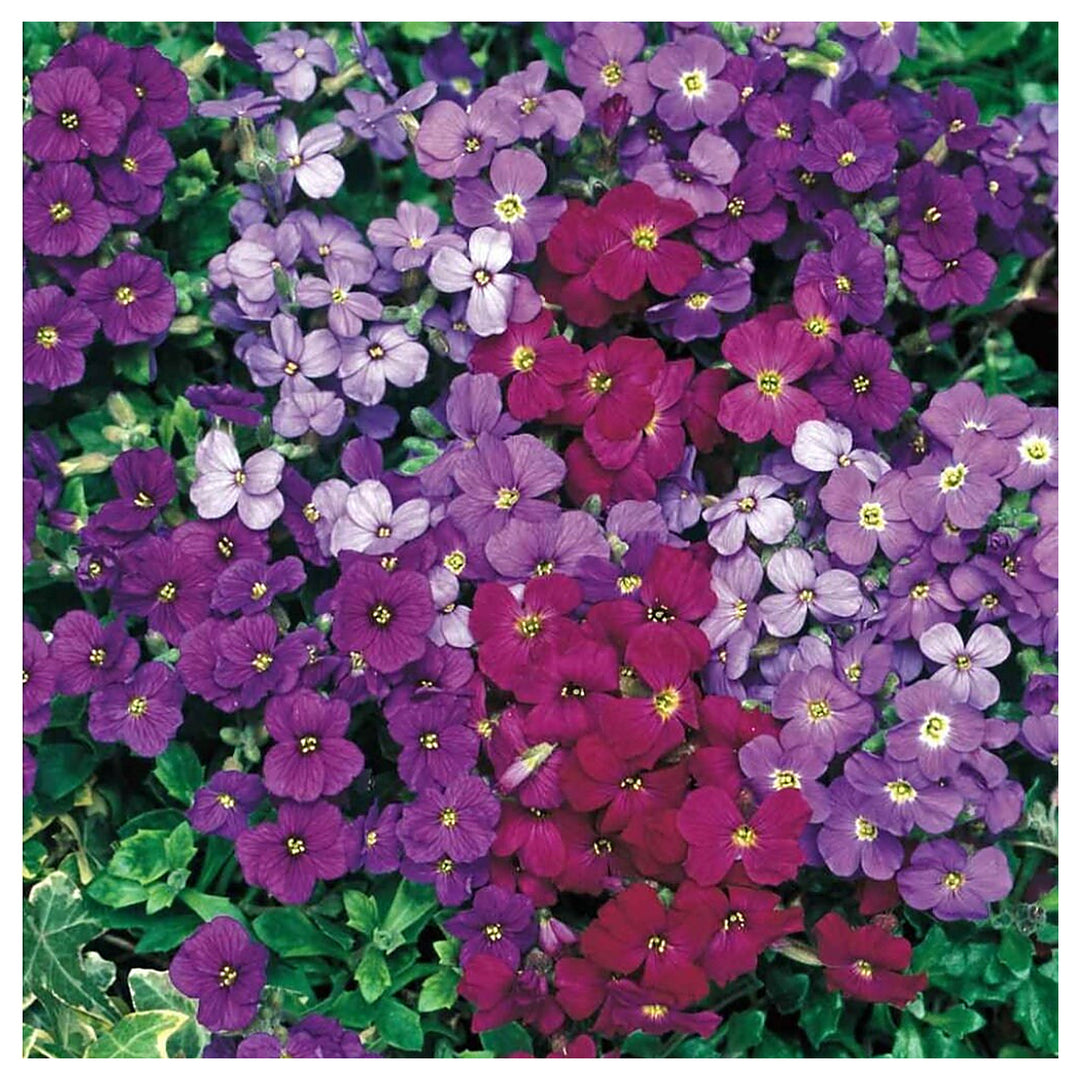 Mixed Rock Cress Flower Seeds for Planting – Heirloom, Non-GMO, Organic Garden Seeds with High Germination | Neera Seeds product photo [neera-v4-015c7e98a842228b2e0e]