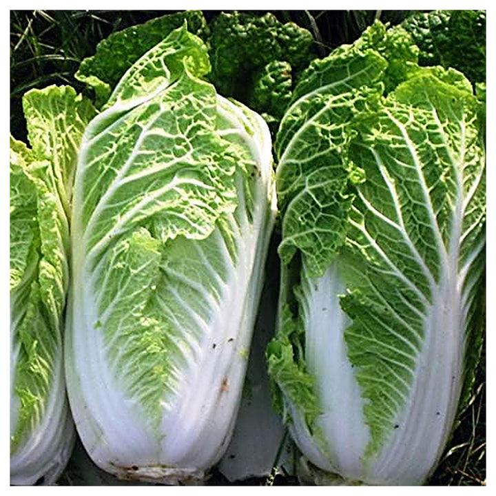Chinese Cabbage Napa Seeds – Heirloom, High Yield, Fast Growing Vegetable Seeds | Neera Seeds product photo [neera-v4-0168878d1be9bb9de3c4]