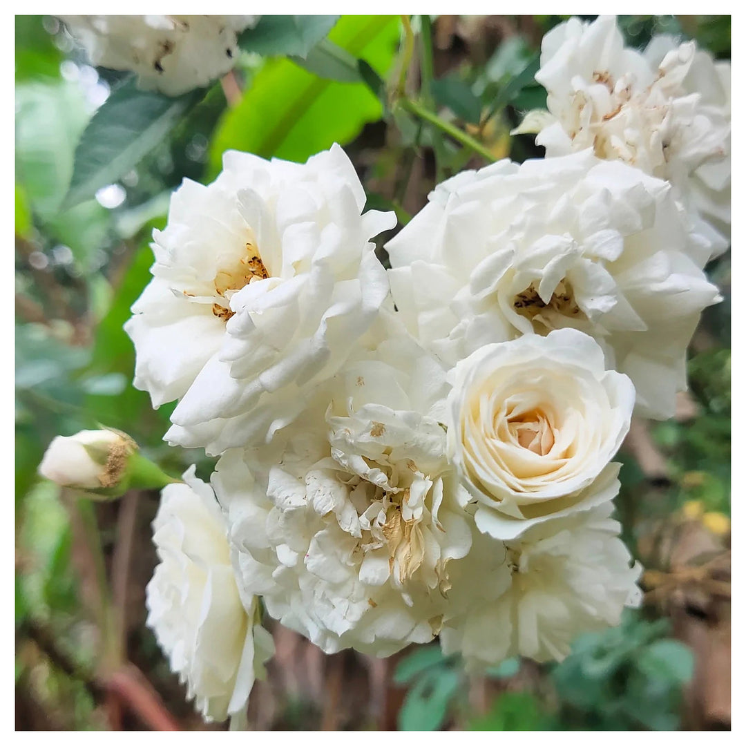 White Climbing Rose Plant Seeds for Garden Heirloom Non-GMO Seeds for Planting and Growing | Neera Seeds product photo [neera-v4-0170a605d77efaf17cea]