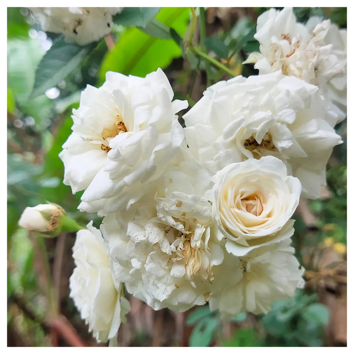 White Climbing Rose Plant Seeds for Garden Heirloom Non-GMO Seeds for Planting and Growing | Neera Seeds product photo [neera-v4-0170a605d77efaf17cea]