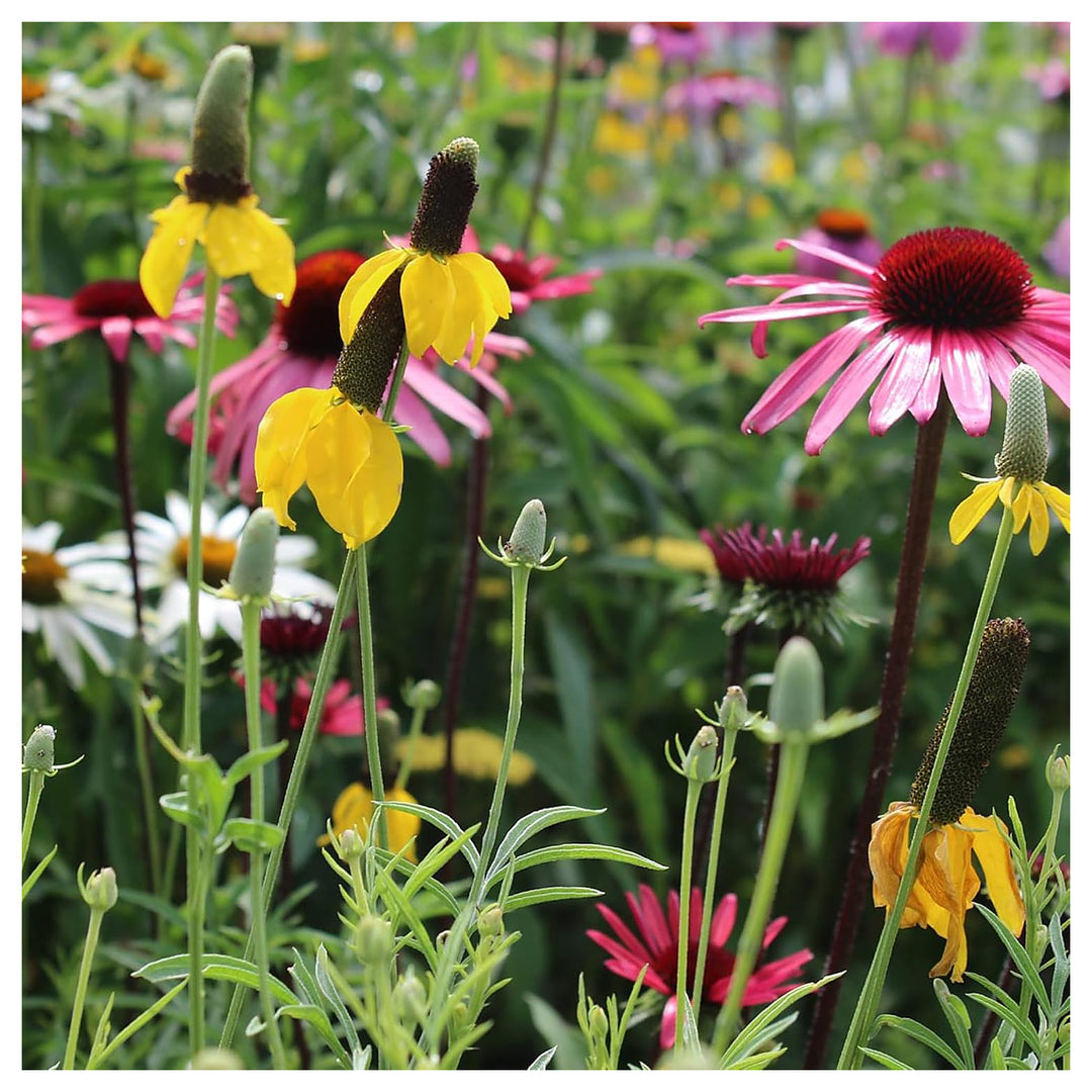 Wildflower Mixed Species Perennial For Planting Ideal For Pollinator Gardens Natural for | Neera Seeds product photo [neera-v4-017f40f997b4f98258ab]