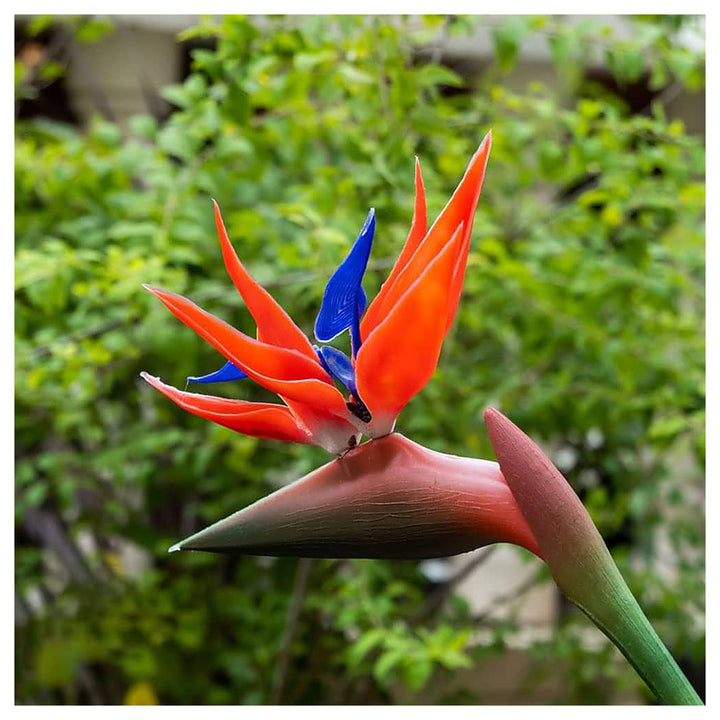 Red Strelitzia Reginae Flower Seeds for Planting – Heirloom, Non-GMO, High Germination Exotic Tropical Garden Seeds | Neera Seeds product photo [neera-v4-0183ee7b93da6960a8c8]