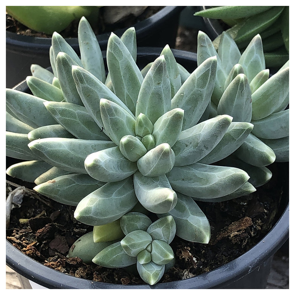 Heirloom Non-GMO Pachyphytum Flower Seeds for Planting – Succulent Blooms for Rock Gardens | High Germination | Neera Seeds product photo [neera-v4-018536159b163b283c73]