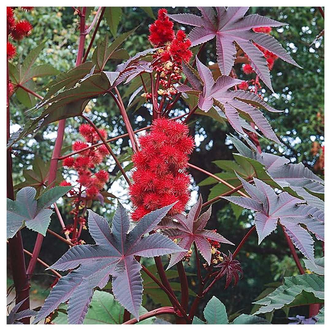 Castor Bean Plant For Planting Flower Seeds for Home Garden Planting, Colorful Organic Blooming | Neera Seeds product photo [neera-v4-0186ad95ec0180bdfa77]