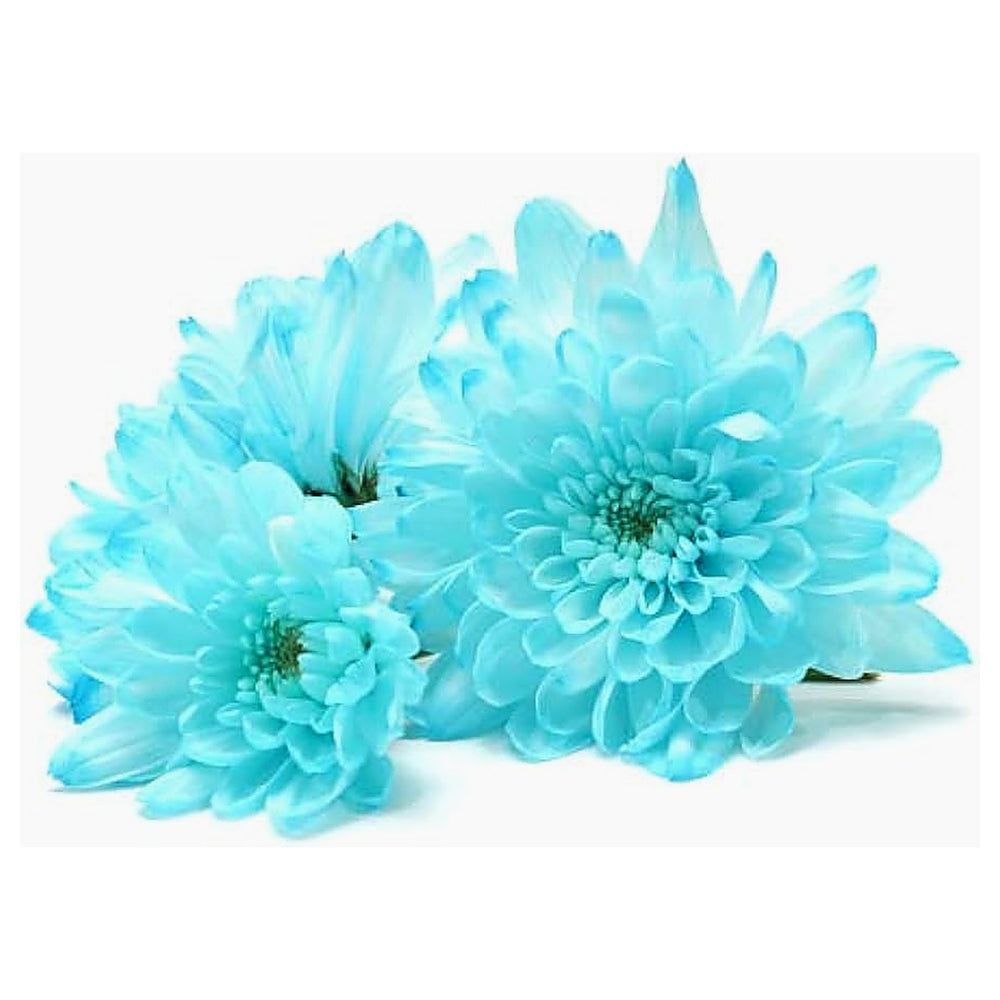 Sky Blue White Chrysanthemum Seeds – Heirloom, Non-GMO Flower Seeds for Garden Planting | Neera Seeds product photo [neera-v4-018cb3fe55b9f6487998]