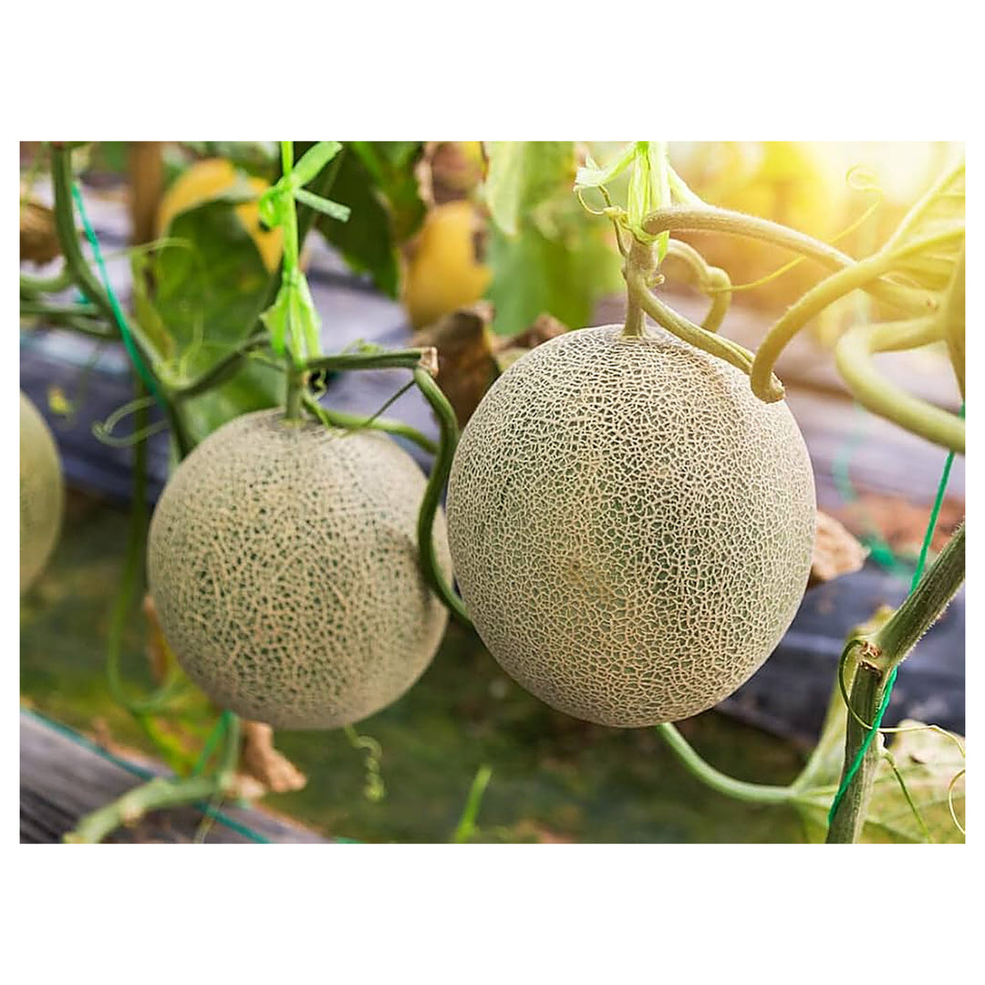 Muskmelon Fruit Seeds for Planting – Sweet, Refreshing Melons, Heirloom &amp; Non-GMO Seeds for Home Garden | Neera Seeds product photo [neera-v4-0195a06c9cdccc16defd]