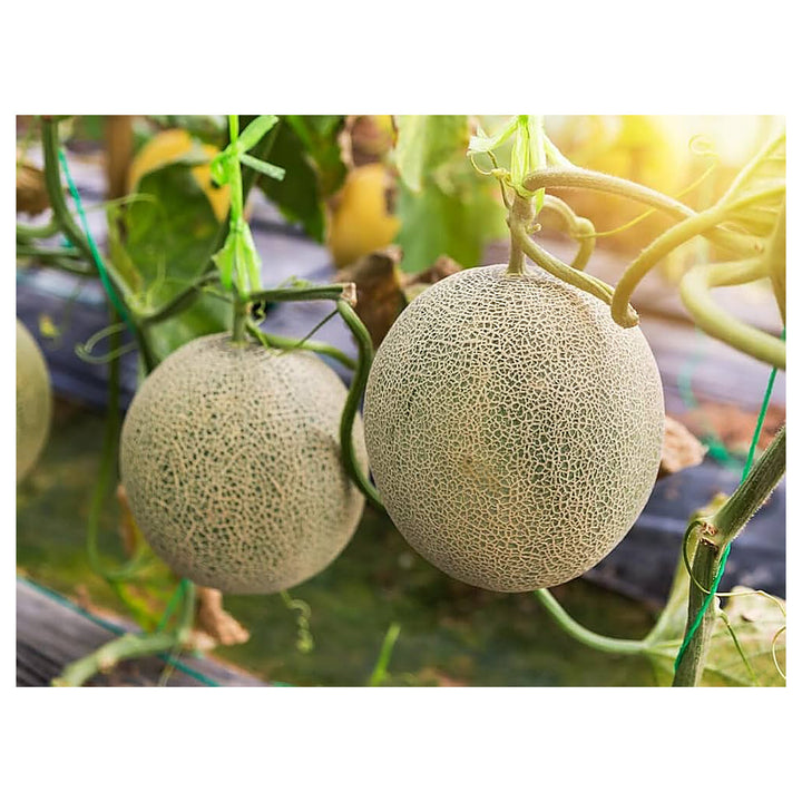 Muskmelon Fruit Seeds for Planting – Sweet, Refreshing Melons, Heirloom &amp; Non-GMO Seeds for Home Garden | Neera Seeds product photo [neera-v4-0195a06c9cdccc16defd]