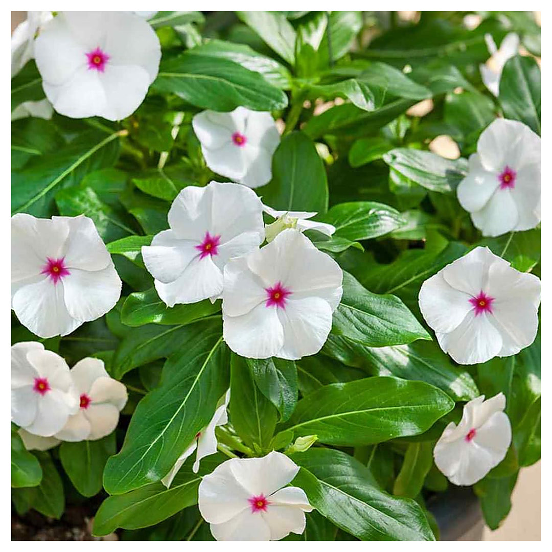 Heirloom Non-GMO Periwinkle Vinca Flower Seeds for Planting – Hardy Ground Cover Garden Blooms | Neera Seeds product photo [neera-v4-01b1b3070c090f59cbef]