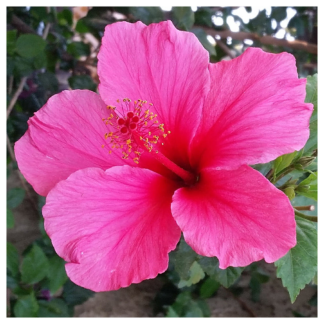 Heirloom Non-GMO Pink Hibiscus Rosa-Sinensis Flower Seeds for Planting – Exotic Tropical Garden Blooms | Neera Seeds product photo [neera-v4-01b9186e0436de1c8cb8]
