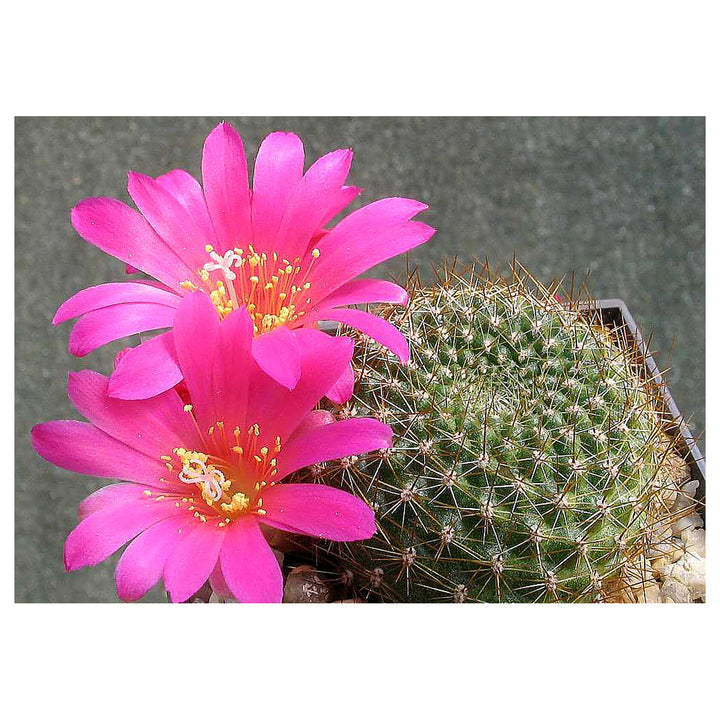 Pink Rebutia Violaciflora Flower Seeds for Planting – Heirloom, Non-GMO, High Germination Organic Garden Seeds for  | Neera Seeds product photo [neera-v4-01b9f5d1c4af992b5761]