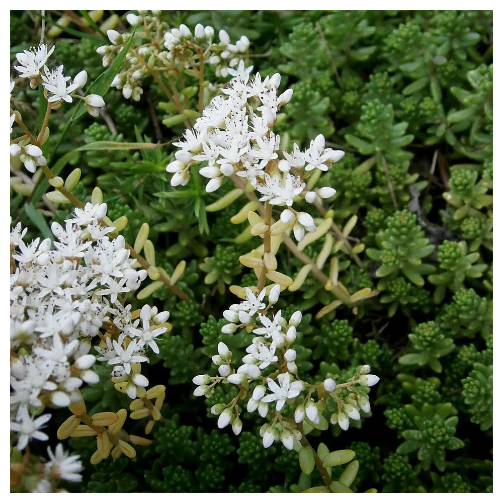 Heirloom Non-GMO White Sedum Acre Flower Seeds for Planting – Hardy Ground Cover Blooming Seeds | Neera Seeds product photo [neera-v4-01bf17c8e60064873899]