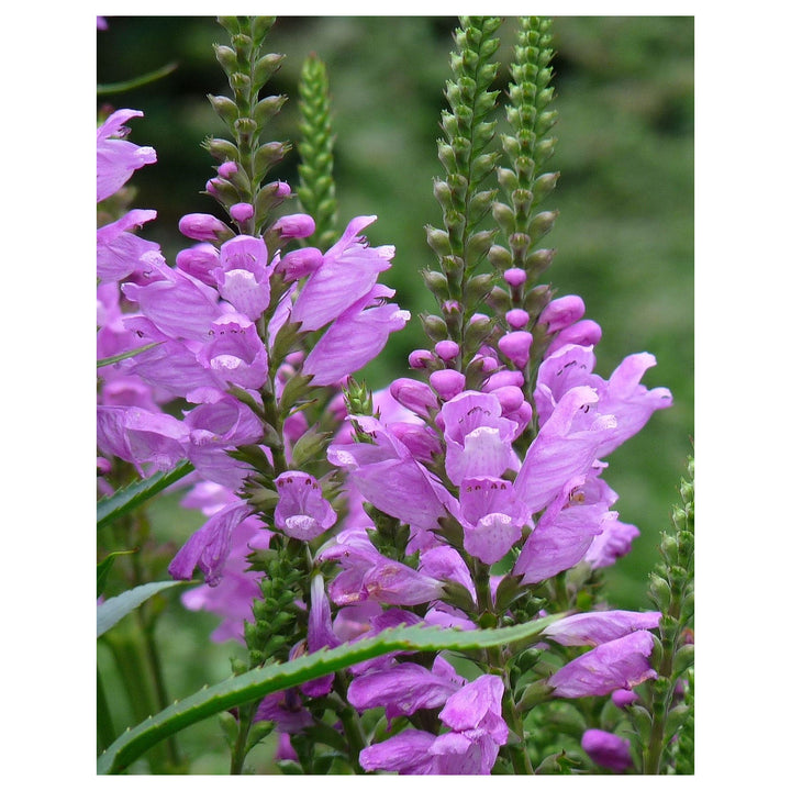 Pink Physostegia Flower Seeds for Planting – Heirloom Non-GMO, High Germination Organic Garden Seeds for Vibrant Bl | Neera Seeds product photo [neera-v4-01c03348e68cdc76e00e]