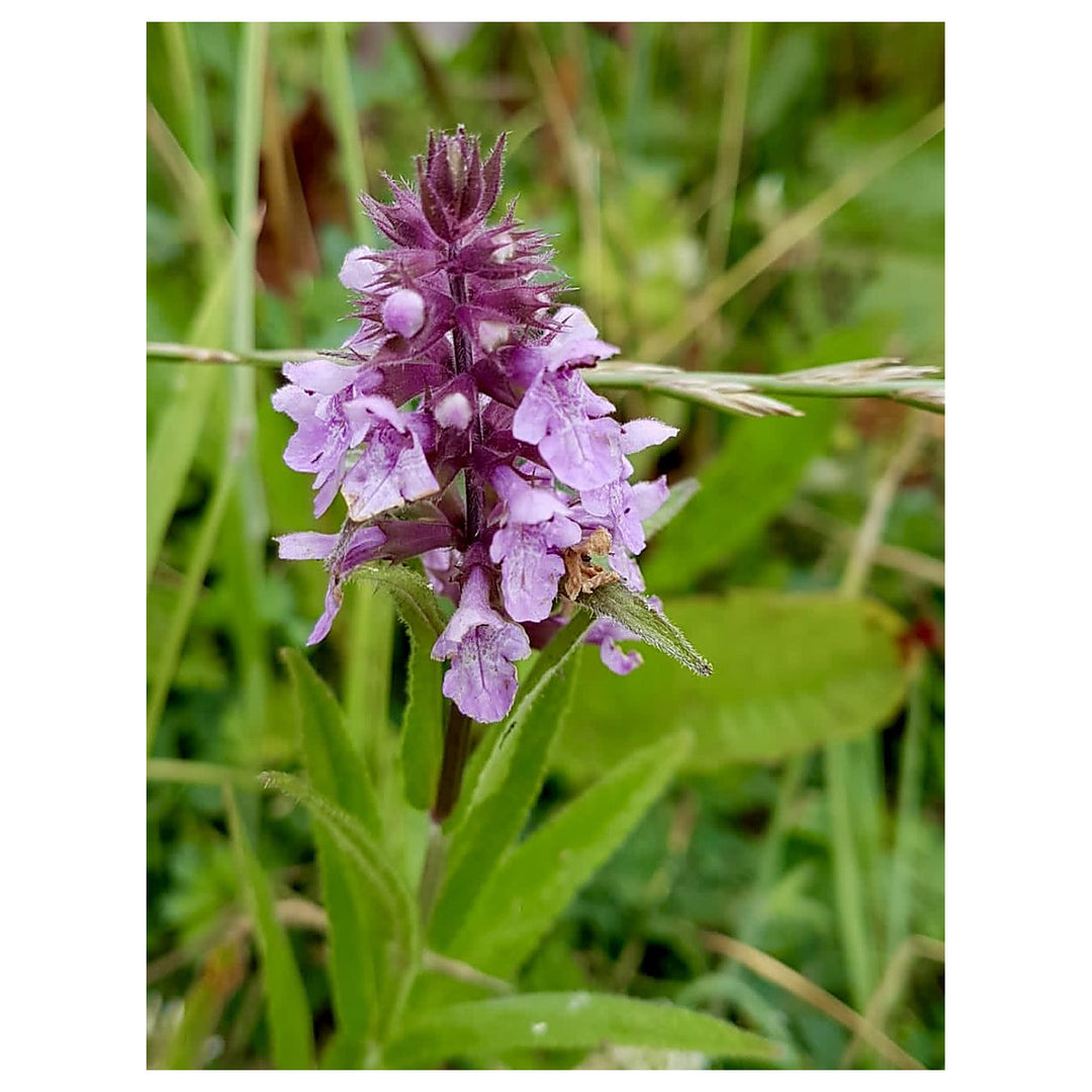 Marsh Woundwort Purple Flower Seeds – Organic, Heirloom, Non-GMO Seeds for Planting | Neera Seeds product photo [neera-v4-01c953e02c5f168bac52]