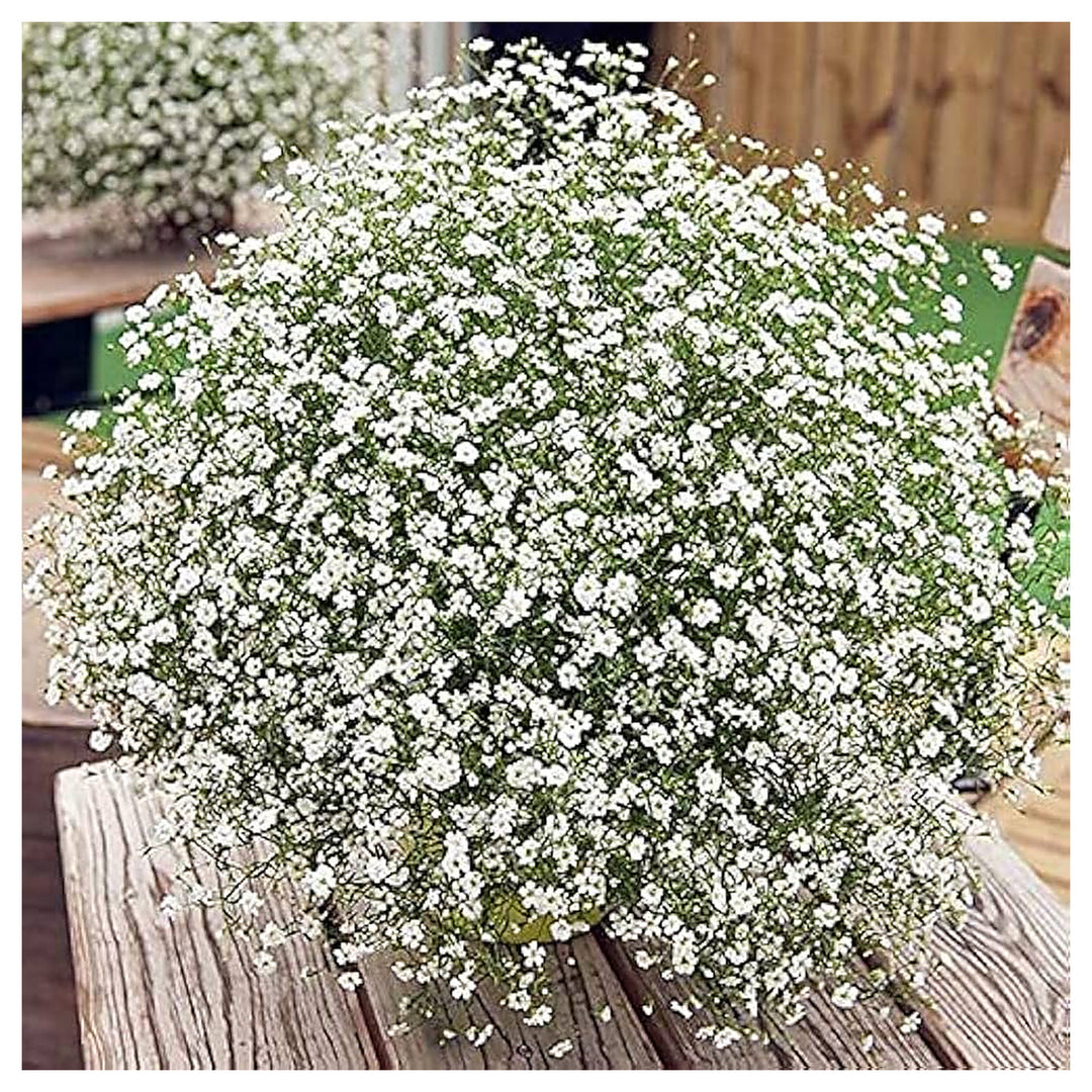 Gypsophila Sky Star For Bonsai Indoor Dried Flowers Flower Seeds for Home Garden Planting, Vibrant | Neera Seeds product photo [neera-v4-01ca8796265f1b9357d9]