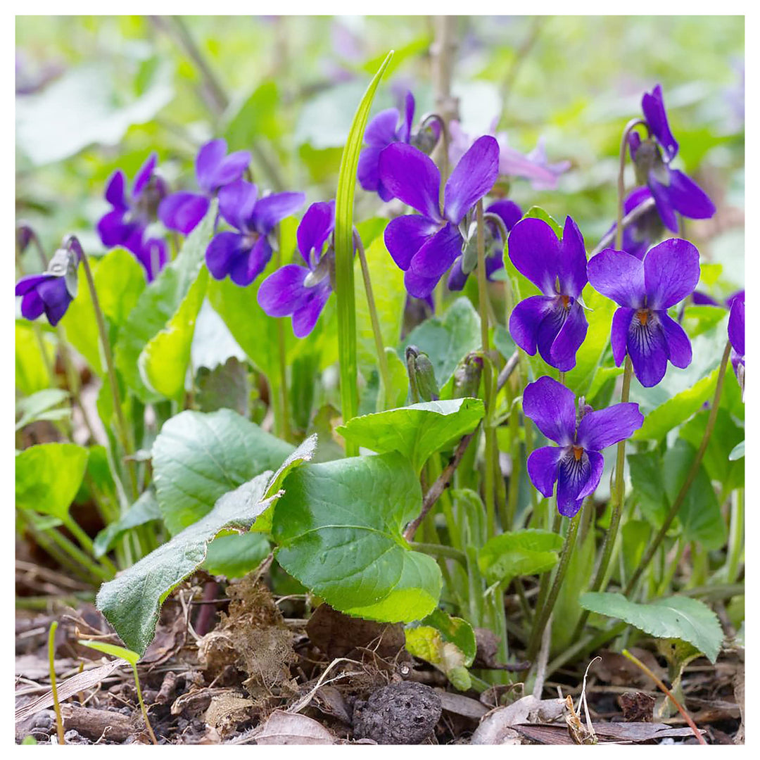 Heirloom Non-GMO Purple Viola Charlotte Flower Seeds for Planting – Elegant Blooming Flower Seeds | Neera Seeds product photo [neera-v4-01cb6fa2ba1fc862c0e2]