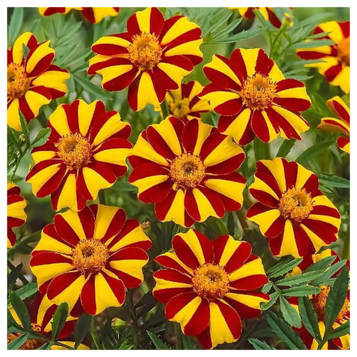 Heirloom Non-GMO Marigold Jester Flower Seeds for Planting – Striking Bicolor Garden Blooms | Neera Seeds product photo [neera-v4-01ceeb06aa8b4171bd2b]